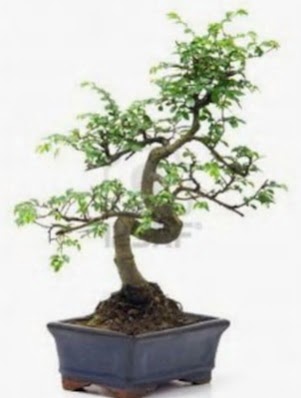 S gvde bonsai minyatr aa japon aac  Bilecik ieki iek sat 