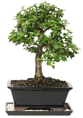 15 cm civar Zerkova bonsai bitkisi  Bilecik ieki iek siparii sitesi 