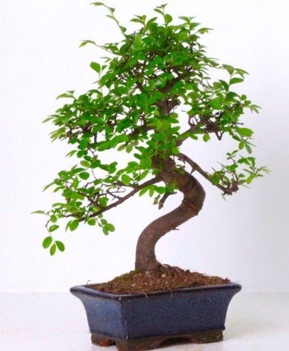 S gvdeli bonsai minyatr aa japon aac  Bilecik ieki iek gnderme sitemiz gvenlidir 