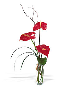  Bilecik çiçekçi çiçek siparişi sitesi  cam yada mika Vazoda 3 adet  antoryum