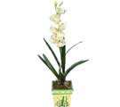 Özel Yapay Orkide Beyaz   Bilecik çiçekçi online çiçekçi , çiçek siparişi 