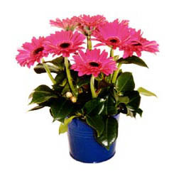 vazo içerisinde gerbera çiçekleri   Bilecik çiçekçi online çiçek gönderme sipariş 