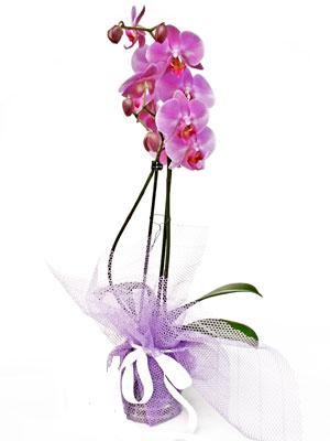  Bilecik çiçekçi anneler günü çiçek yolla  Kaliteli ithal saksida orkide