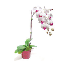  Bilecik çiçekçi çiçek gönderme  Saksida orkide