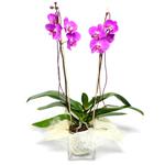  Bilecik çiçekçi çiçek satışı  Cam yada mika vazo içerisinde  1 kök orkide