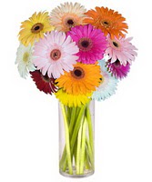  Bilecik çiçekçi internetten çiçek siparişi  Farkli renklerde 15 adet gerbera çiçegi