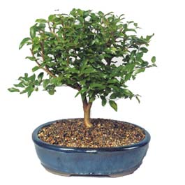  Bilecik ieki ieki maazas  ithal bonsai saksi iegi  Bilecik ieki online ieki , iek siparii 