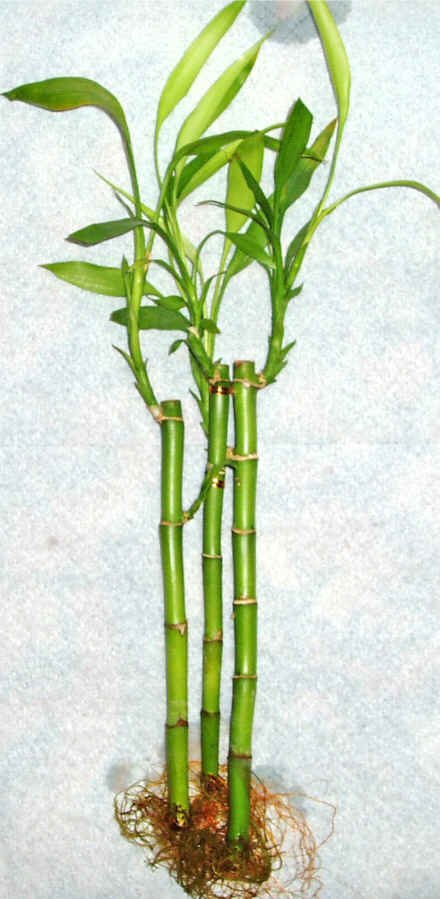 Lucky Bamboo 3 adet vazo hediye edilir   Bilecik ieki cicek , cicekci 