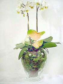  Bilecik çiçekçi çiçek satışı  Cam yada mika vazoda özel orkideler