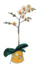  Bilecik çiçekçi online çiçek gönderme sipariş  Phalaenopsis Orkide ithal kalite