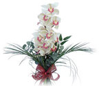  Bilecik çiçekçi çiçek siparişi sitesi  Dal orkide ithal iyi kalite