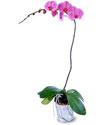  Bilecik çiçekçi cicekciler , cicek siparisi  Orkide ithal kaliteli orkide 