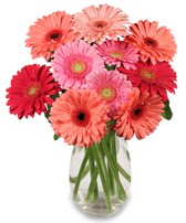 vazo içerisinde 13 adet gerbera çiçeği  Bilecik çiçekçi çiçek siparişi sitesi 