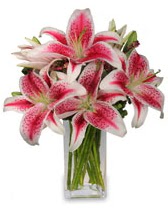 Vazo içerisinde 5 dal kazablanka çiçeği  Bilecik çiçekçi cicekciler , cicek siparisi 