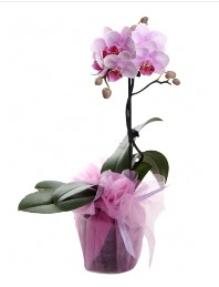 1 dal pembe orkide saksı çiçeği  Bilecik çiçekçi kaliteli taze ve ucuz çiçekler 