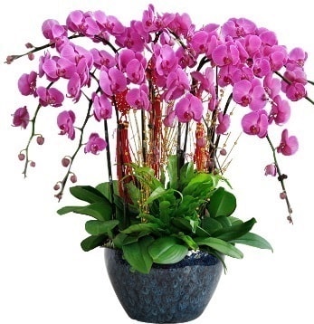 9 dallı mor orkide  Bilecik çiçekçi 14 şubat sevgililer günü çiçek 