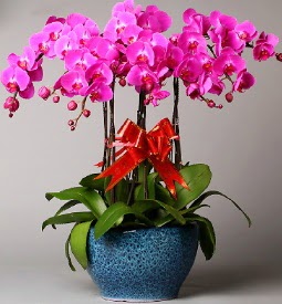 7 dallı mor orkide  Bilecik çiçekçi çiçek online çiçek siparişi 