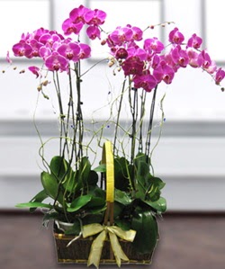 4 dallı mor orkide  Bilecik çiçekçi güvenli kaliteli hızlı çiçek 