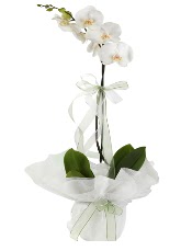 1 dal beyaz orkide çiçeği  Bilecik çiçekçi çiçek siparişi vermek 