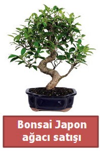 Japon ağacı bonsai satışı  Bilecik çiçekçi çiçek siparişi sitesi 