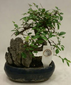İthal 1.ci kalite bonsai japon ağacı  Bilecik çiçekçi çiçek satışı 