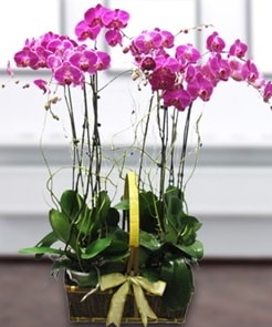 7 dallı mor lila orkide  Bilecik çiçekçi çiçek gönderme sitemiz güvenlidir 