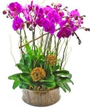 Ahşap kütükte lila mor orkide 8 li  Bilecik çiçekçi internetten çiçek satışı 