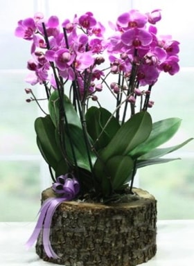 Kütük içerisinde 6 dallı mor orkide  Bilecik çiçekçi ucuz çiçek gönder 