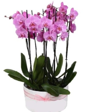 Beyaz seramik içerisinde 7 dallı mor orkide  Bilecik çiçekçi çiçekçi telefonları 