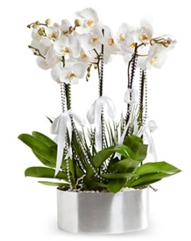 Beş dallı metal saksıda beyaz orkide  Bilecik çiçekçi çiçek yolla 