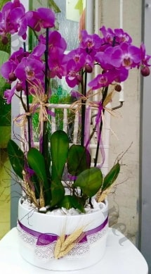 Seramik vazoda 4 dallı mor lila orkide  Bilecik çiçekçi online çiçek gönderme sipariş 