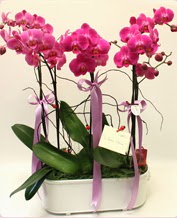 Beyaz seramik içerisinde 4 dallı orkide  Bilecik çiçekçi ucuz çiçek gönder 