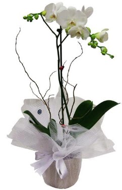 Tek dallı beyaz orkide  Bilecik çiçekçi cicek , cicekci 