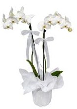 2 dallı beyaz orkide  Bilecik çiçekçi güvenli kaliteli hızlı çiçek 