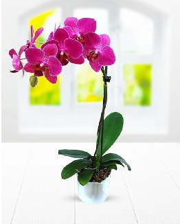 Tek dallı mor orkide  Bilecik çiçekçi çiçek satışı 