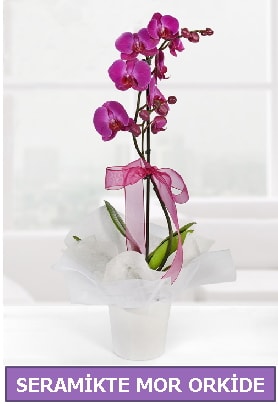 Seramik içerisinde birinci kalite tek dallı mor orkide  Bilecik çiçekçi İnternetten çiçek siparişi 