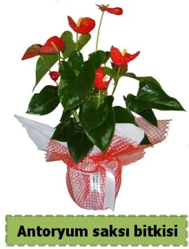 Antoryum saksı bitkisi satışı  Bilecik çiçekçi çiçek , çiçekçi , çiçekçilik 