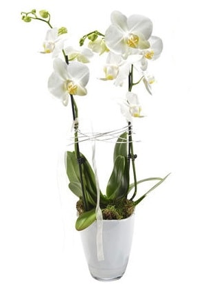 2 dallı beyaz seramik beyaz orkide saksısı  Bilecik çiçekçi çiçek gönderme sitemiz güvenlidir 