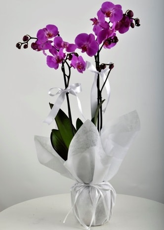 Çift dallı saksıda mor orkide çiçeği  Bilecik çiçekçi çiçek siparişi vermek 