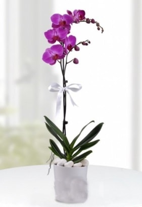Tek dallı saksıda mor orkide çiçeği  Bilecik çiçekçi çiçekçiler 