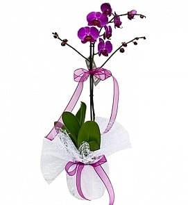 Tek dallı saksıda ithal mor orkide çiçeği  Bilecik çiçekçi çiçekçiler 