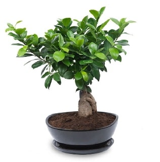 Ginseng bonsai ağacı özel ithal ürün  Bilecik çiçekçi internetten çiçek satışı 