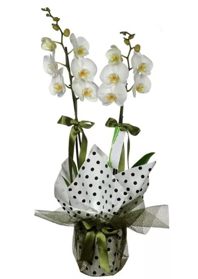 Çift Dallı Beyaz Orkide  Bilecik çiçekçi 14 şubat sevgililer günü çiçek 