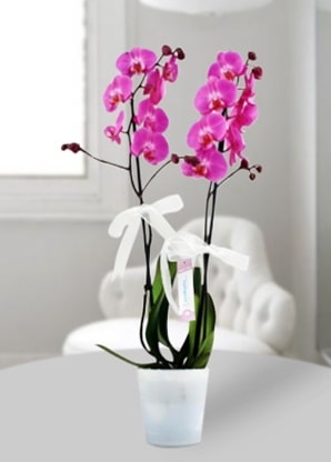 Çift dallı mor orkide  Bilecik çiçekçi çiçekçiler 