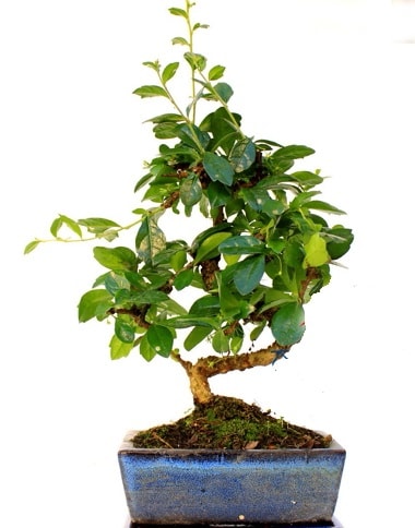 S gövdeli carmina bonsai ağacı  Bilecik çiçekçi çiçek yolla  Minyatür ağaç